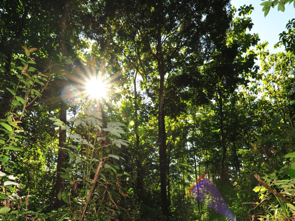 Bäume mit Sonnenstrahlen